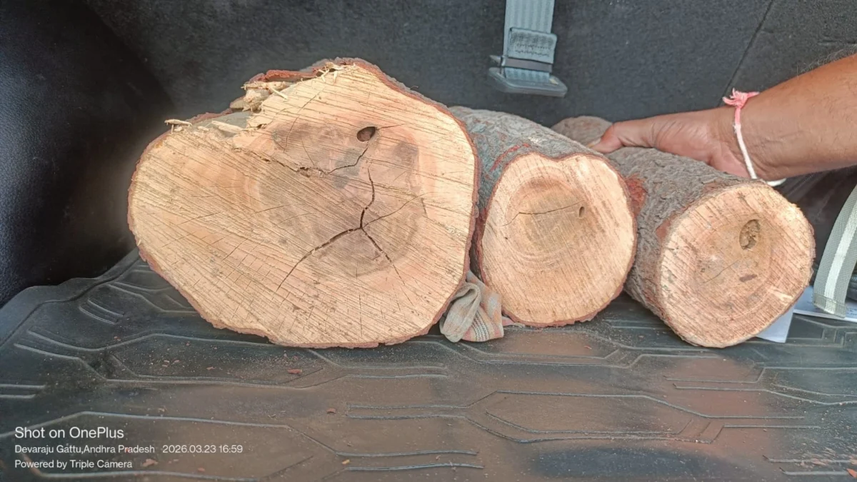 Premium White Sandalwood Logs - Image 2