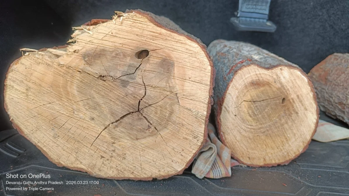 Premium White Sandalwood Logs - Image 3