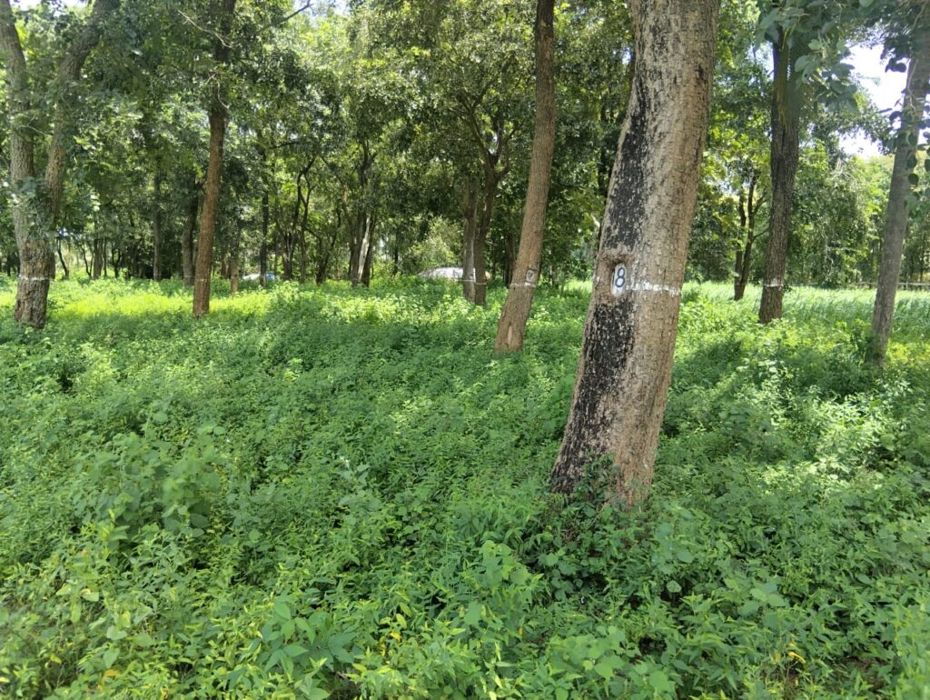 WhatsApp Image 2026-01-01 at 12.13.21 PM