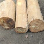 Premium White Sandalwood Logs