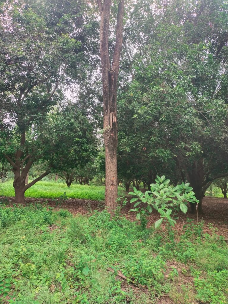 WhatsApp Image 2026-01-01 at 12.17.59 PM