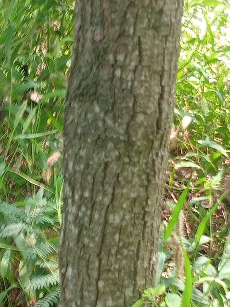 WhatsApp Image 2026-01-01 at 12.18.37 PM