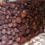 Premium Red Sandalwood Logs