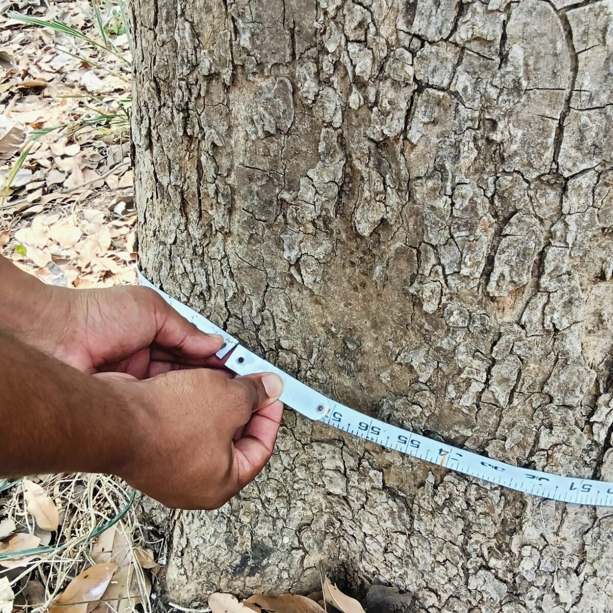 Premium White Sandalwood Logs - Image 8